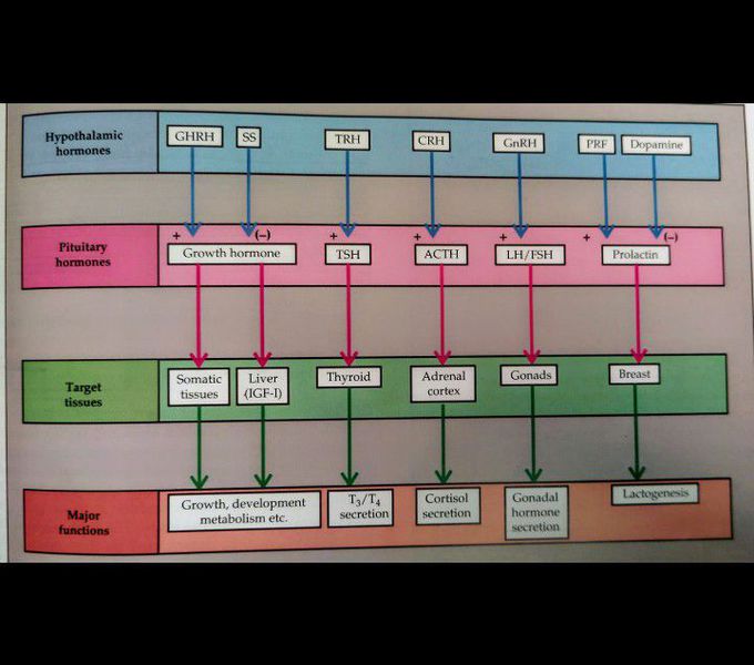 Hypothalamic-pituitary -target organ axis . (+) indicates stimulation and (-) indicates inhibition.