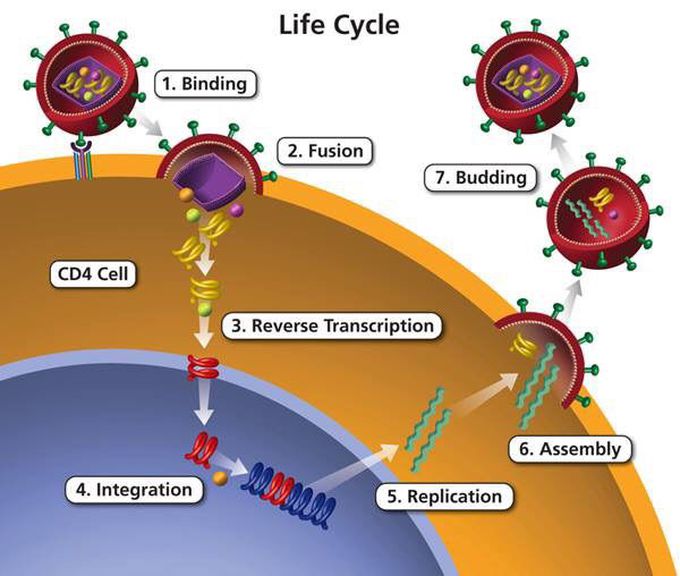 HIV