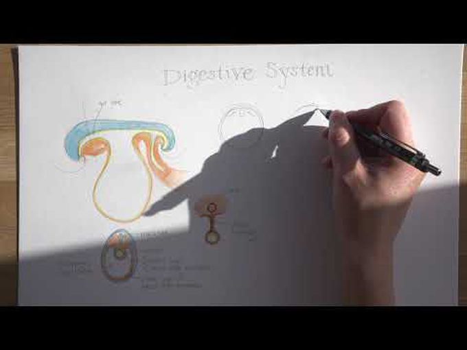 Body Cavities, Diaphragm & Mesentery - An Overview