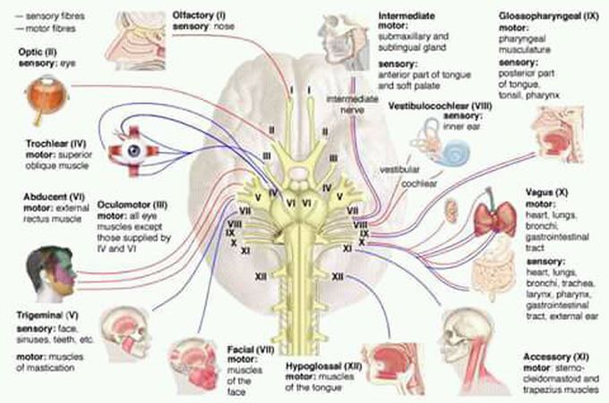 Neurology