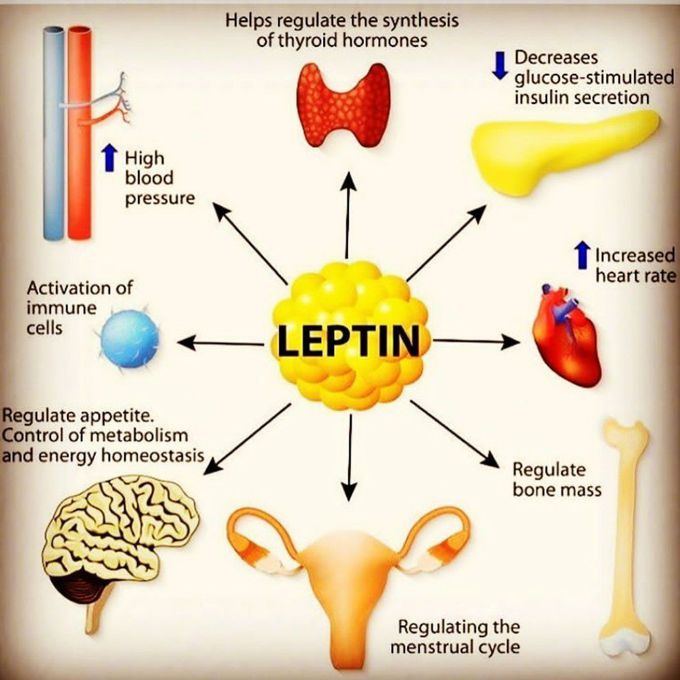 Leptin