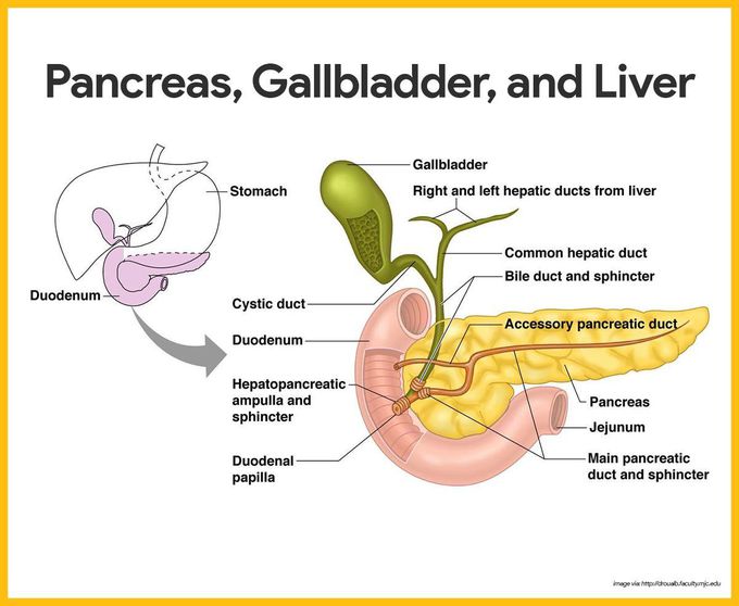 Pancreas gallbladder nd liver