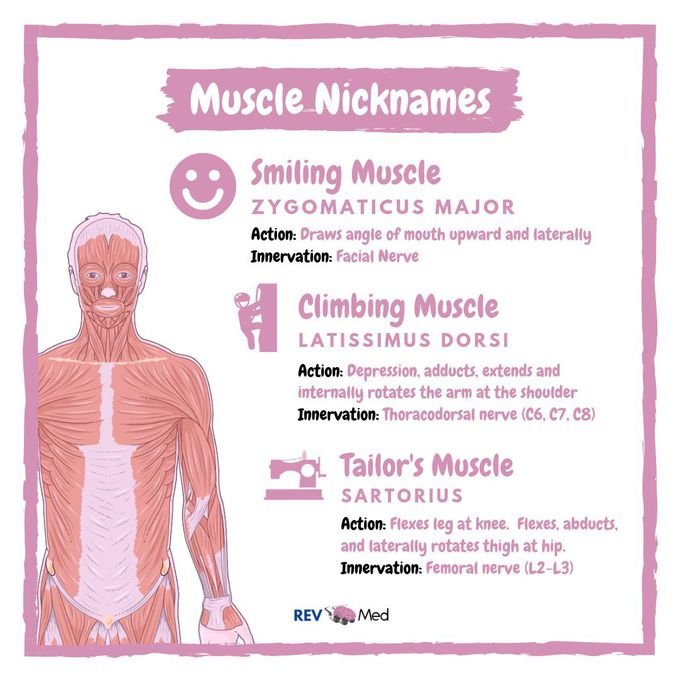 Muscle Nicknames