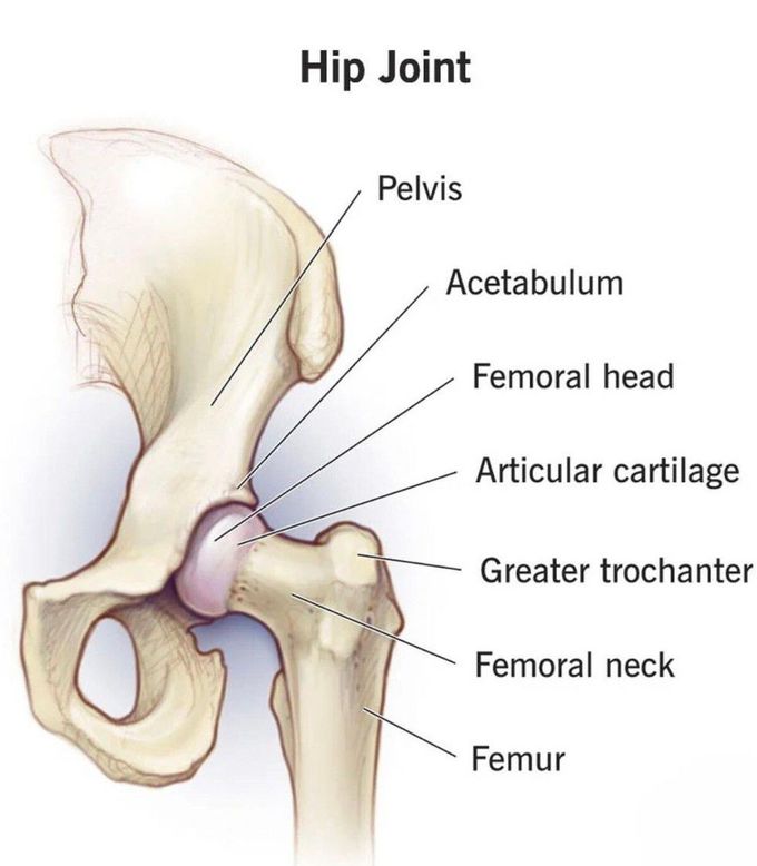 Hip Joint