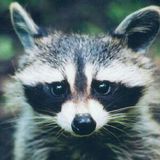 Raccoon