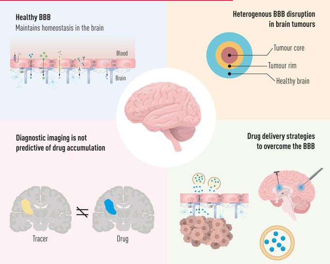 Treatment for Blood Brain Barrier