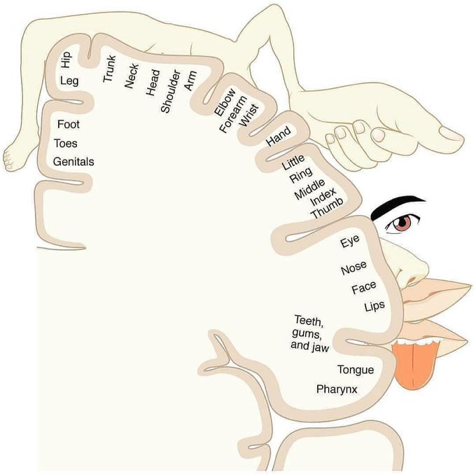 Cerebral cortex functions