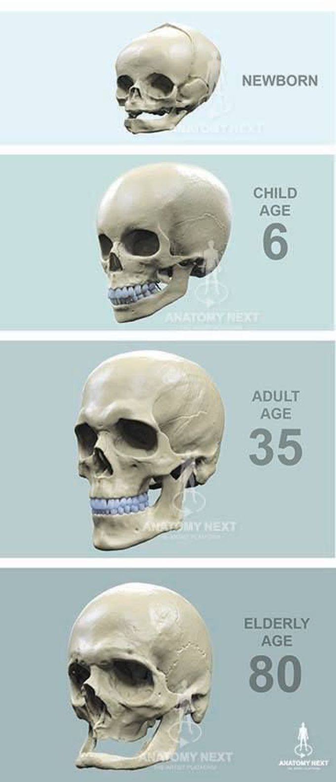 Human skull in different age