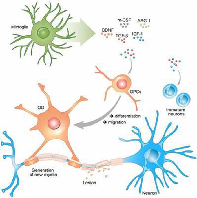 Microglia