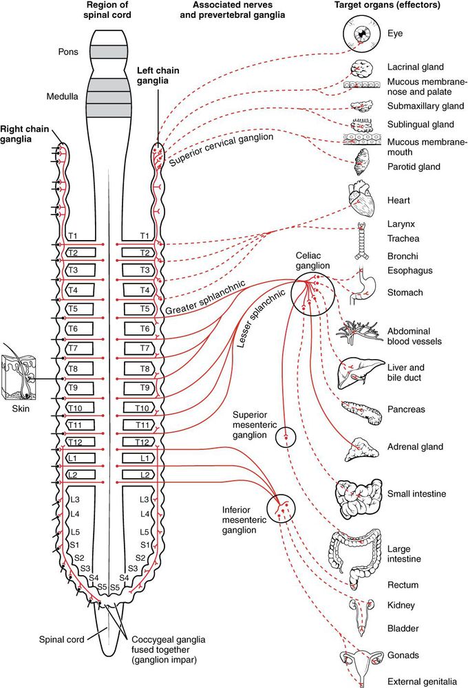 Sympathetic nervous system