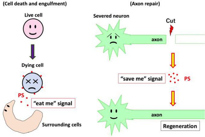 Signaling cascade that repairs damaged nerve cells characterized