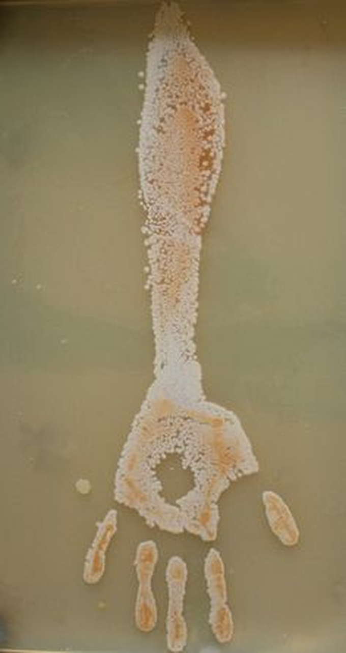 A bacterial culture grown from a hand and arm print.
