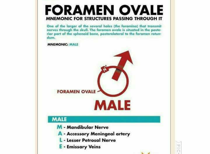 Foramen ovale .