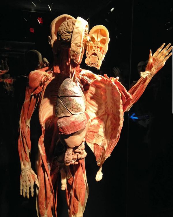 A look inside a real human body.