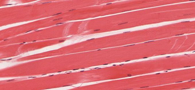 Researchers explain how your muscles form