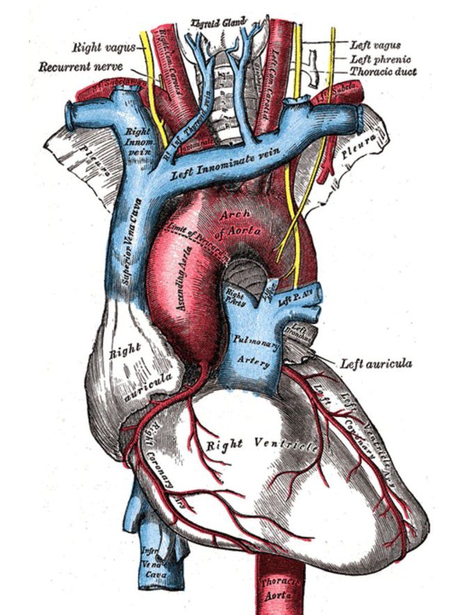 Cardiovascular 💕