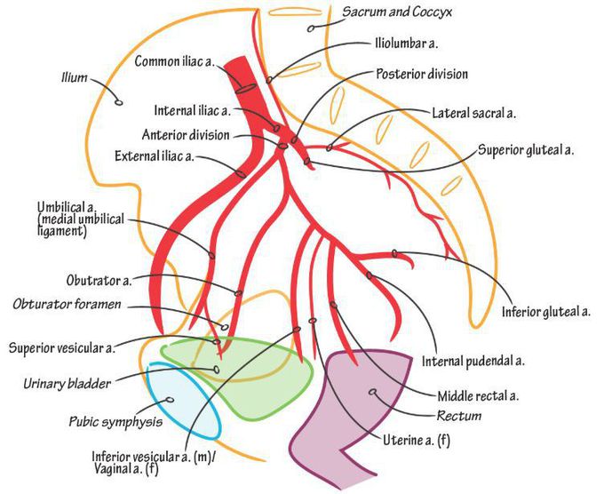 Blood supply of the pelvic - MEDizzy