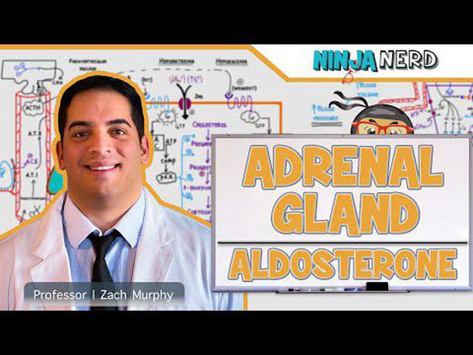 Aldosterone-Stimulation & Effect
