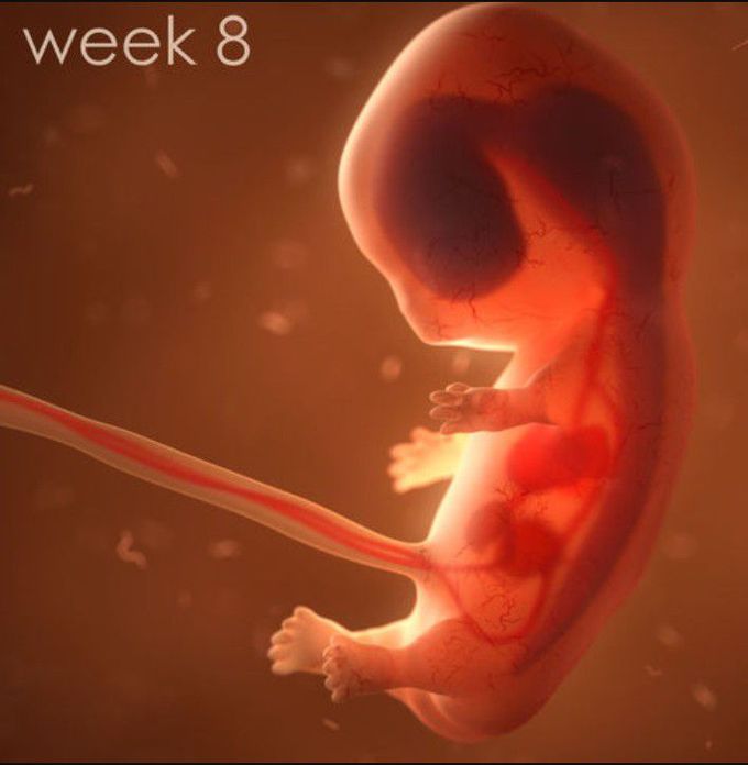 Human embryo foetus