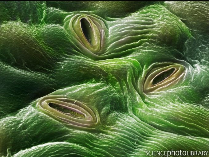 A lilac leaf stomata (Syringa vulgaris). ⠀⠀⠀⠀⠀⠀⠀⠀⠀⠀⠀⠀ ⠀⠀⠀⠀⠀⠀⠀⠀⠀⠀⠀⠀ ⠀⠀⠀⠀⠀⠀⠀⠀⠀⠀⠀⠀
Scanning electron micrograph (SEM). ⠀⠀⠀⠀⠀⠀⠀⠀⠀⠀⠀⠀ ⠀⠀⠀⠀⠀⠀⠀⠀⠀⠀⠀⠀ ⠀⠀⠀⠀⠀⠀⠀⠀⠀⠀⠀⠀
Stomata are pores that open and close in order to regulate gas exchange in a plant. A stoma comprises a pore, the aperture of which is controlled by a pair of specialised cells known as guard cells. ⠀⠀⠀⠀⠀⠀⠀⠀⠀⠀⠀⠀ ⠀⠀⠀⠀⠀⠀⠀⠀⠀⠀⠀⠀ ⠀⠀⠀⠀⠀⠀⠀⠀⠀⠀⠀⠀
These cells swell to close the pore and shrink to open it. Stomata are found mainly on the underside of leaves. ⠀⠀⠀⠀⠀⠀⠀⠀⠀⠀⠀⠀ ⠀⠀⠀⠀⠀⠀⠀⠀⠀⠀⠀⠀ ⠀⠀⠀⠀⠀⠀⠀⠀⠀⠀⠀⠀
Magnification x6590 (x1622 at 10cm wide). ⠀⠀⠀⠀⠀⠀⠀⠀⠀⠀⠀⠀ ⠀⠀⠀⠀⠀⠀⠀⠀⠀⠀⠀⠀ ⠀⠀⠀⠀⠀⠀⠀⠀⠀⠀⠀⠀ ⠀⠀A lilac leaf stomata (Syringa vulgaris). ⠀⠀⠀⠀⠀⠀⠀⠀⠀⠀⠀⠀ ⠀⠀⠀⠀⠀⠀⠀⠀⠀⠀⠀⠀ ⠀⠀⠀⠀⠀⠀⠀⠀⠀⠀⠀⠀
Scanning electron micrograph (SEM). ⠀⠀⠀⠀⠀⠀⠀⠀⠀⠀⠀⠀ ⠀⠀⠀⠀⠀⠀⠀⠀⠀⠀⠀⠀ ⠀⠀⠀⠀⠀⠀⠀⠀⠀⠀⠀⠀
Stomata are pores that open and close in order to regulate gas exchange in a plant. A stoma comprises a pore, the aperture of which is controlled by a pair of specialised cells known as guard cells. ⠀⠀⠀⠀⠀⠀⠀⠀⠀⠀⠀⠀ ⠀⠀⠀⠀⠀⠀⠀⠀⠀⠀⠀⠀ ⠀⠀⠀⠀⠀⠀⠀⠀⠀⠀⠀⠀
These cells swell to close the pore and shrink to open it. Stomata are found mainly on the underside of leaves. ⠀⠀⠀⠀⠀⠀⠀⠀⠀⠀⠀⠀ ⠀⠀⠀⠀⠀⠀⠀⠀⠀⠀⠀⠀ ⠀⠀⠀⠀⠀⠀⠀⠀⠀⠀⠀⠀
Magnification x6590 (x1622 at 10cm wide). ⠀⠀⠀⠀⠀⠀⠀⠀⠀⠀⠀⠀⠀