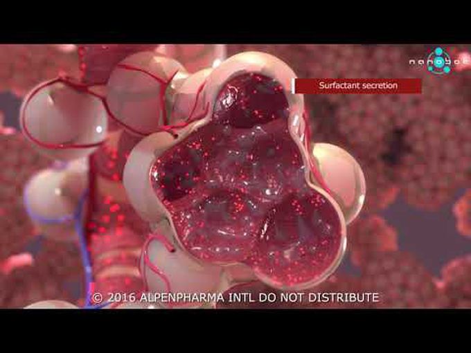 Pulmonary surfactant secretion (animation)