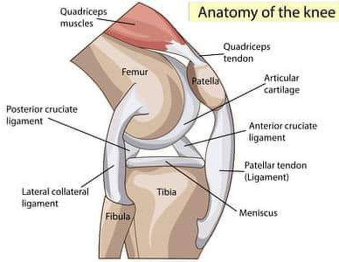 Knee joint Anatomy