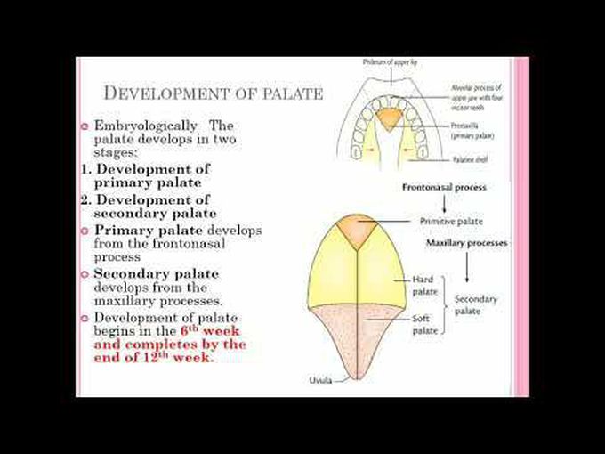 Brief development of the palate