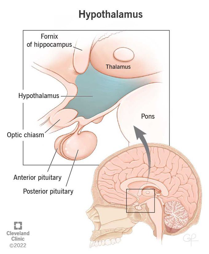 Hypothalamus