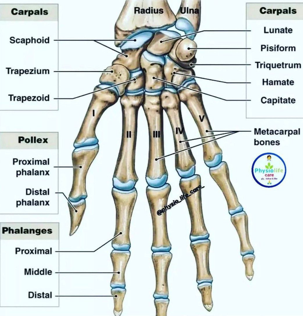 right anterior hand bones