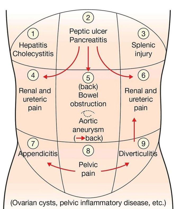 9 Quadrants Of The Abdomen