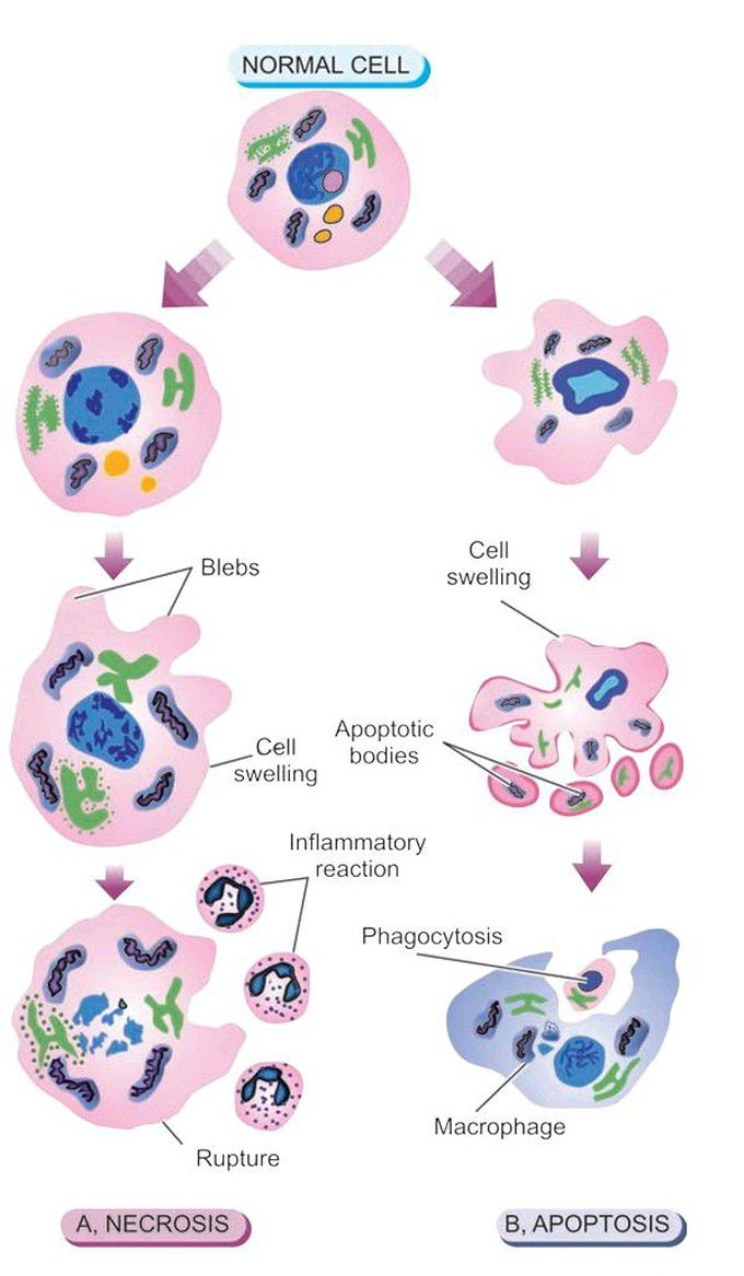 Necrosis and apoptosis.