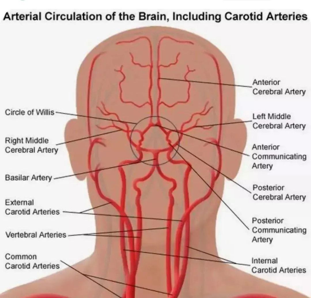 Артерии мозга Виллизиев круг. Кровообращение головного мозга анатомия. Брахиоцефальные сосуды головного мозга. Сосуды основания головного мозга анатомия.
