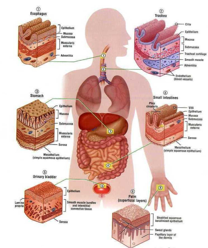 Human body tissues