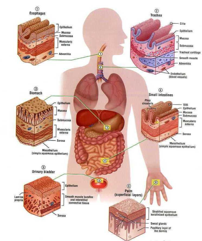 human body tissue