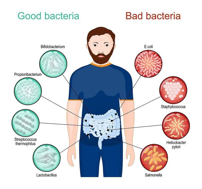 Good Vs Bad Bacteria
