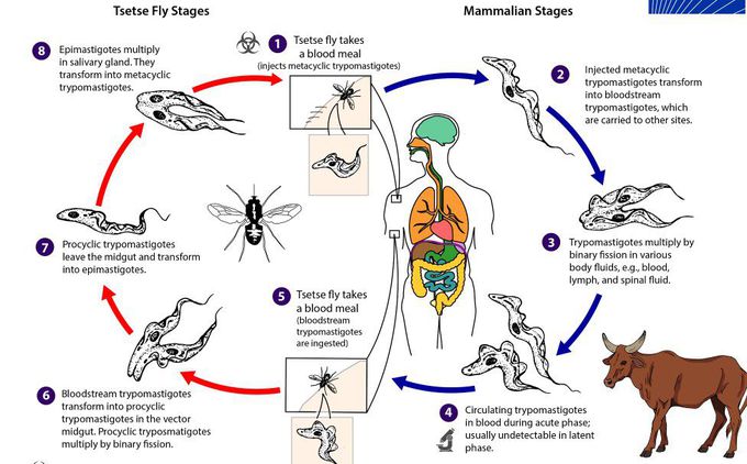 African trypanosomiasis