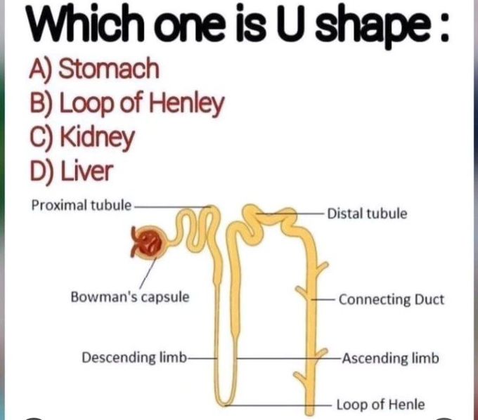 Identify the Structure