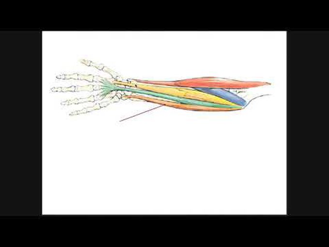 Anterior Compartment of Forearm- Muscles of the Superficial Layer
