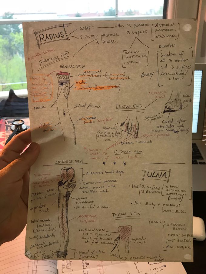 Anatomy of Radius and Ulna