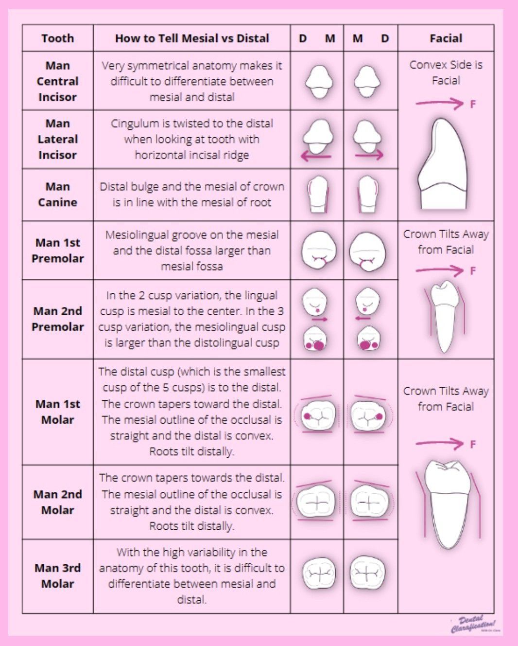 teeth-anatomy-i-medizzy