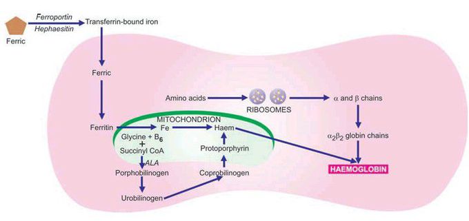 Haemoglobin synthesis