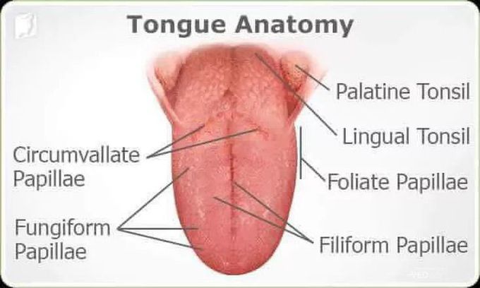 🌹🌹.Tongue places.🌹🌹