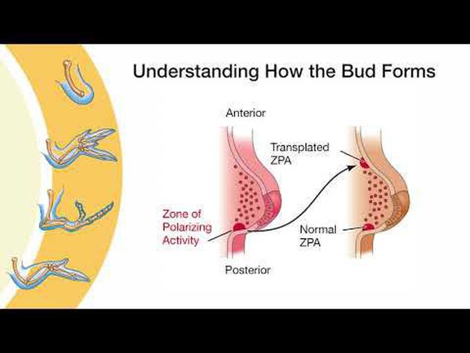 Limb Development - for Beginners