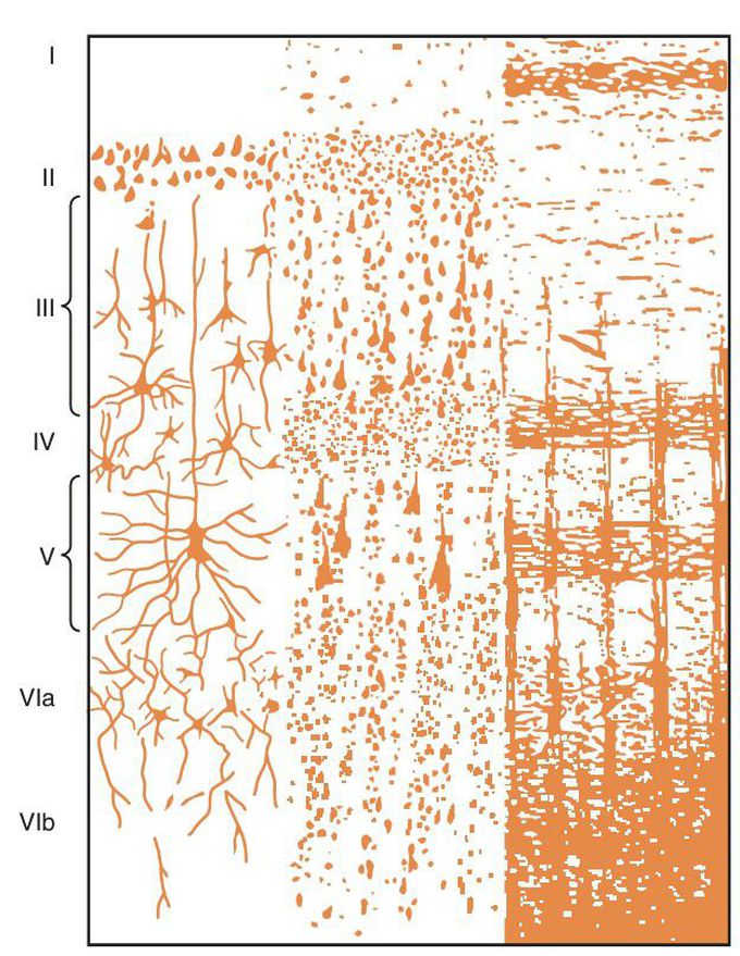 Cerebral cortex