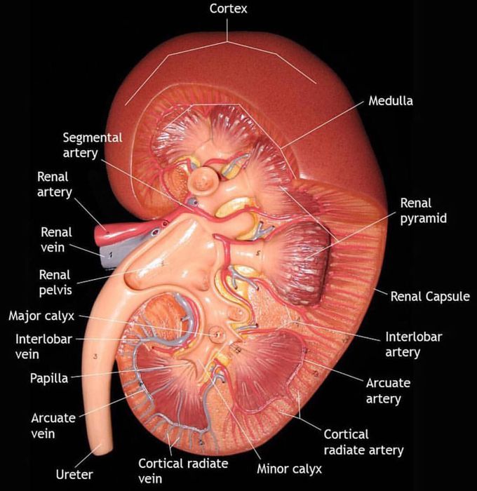 real kidney nephron