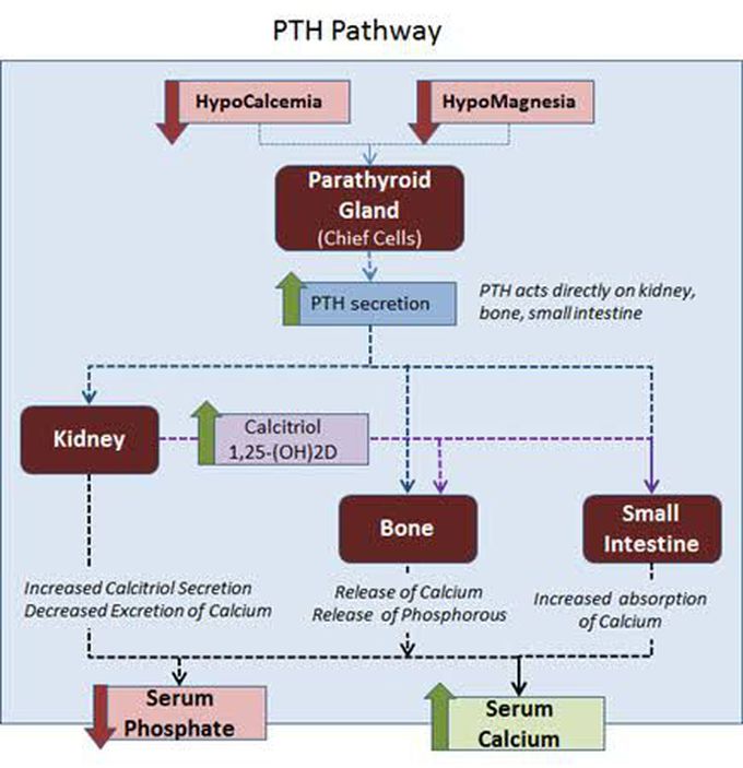 Parathyroid Hormone Pathway