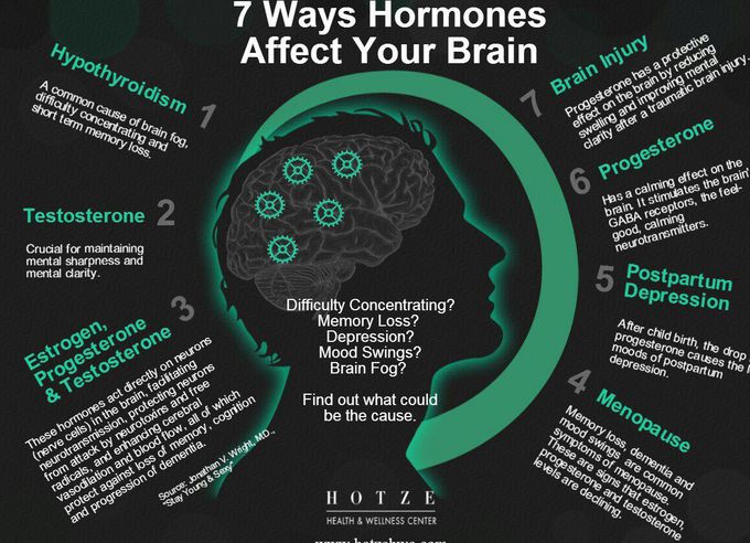 Hormones effect in brain