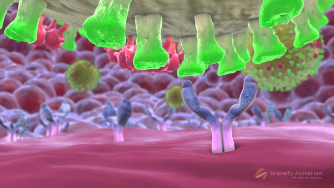 SwineFlu Influenza H1N1 Mechanism of Action MOA Animation