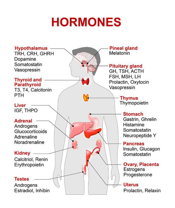 Endocrinology