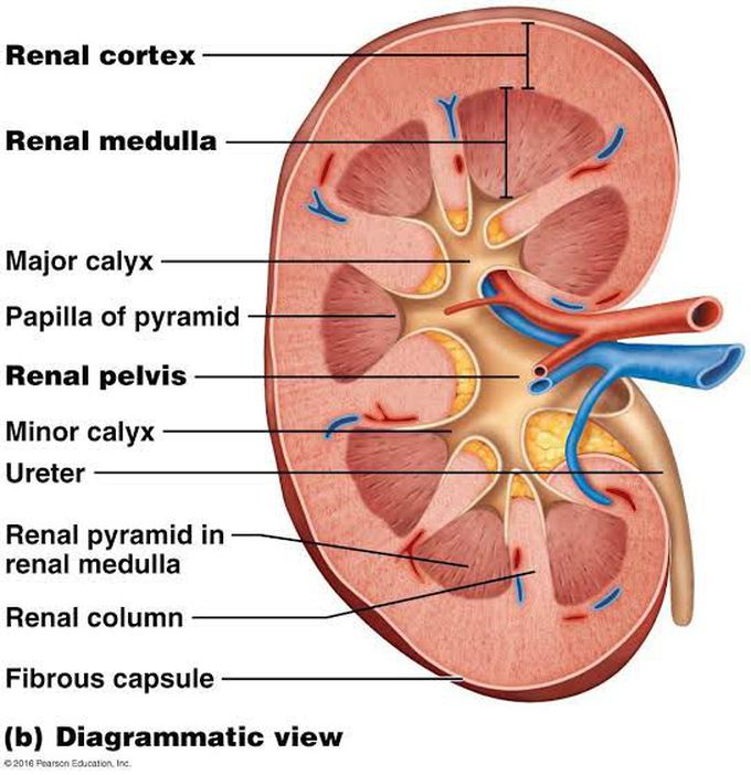 Anatomy of Kidney